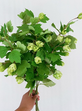 自然系绿色仿真啤酒花高档酒吧会所插花假花客厅餐桌摆放婚庆绢花