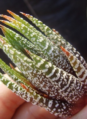 硬叶十二卷 图Haworthiopsis attenuata Shimofuri 原始种 多肉瓦