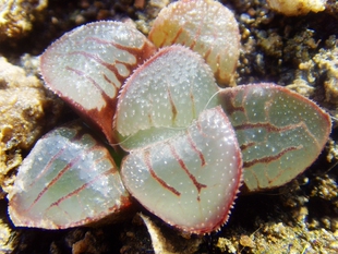 史扑系实生寿磨面X原始史扑杂交瓦苇十二卷欧洲进口多肉植物盆栽