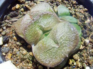 艳肌密疣军配隆骨卧牛多肉OA-27日本雅虎输入进口多肉植物