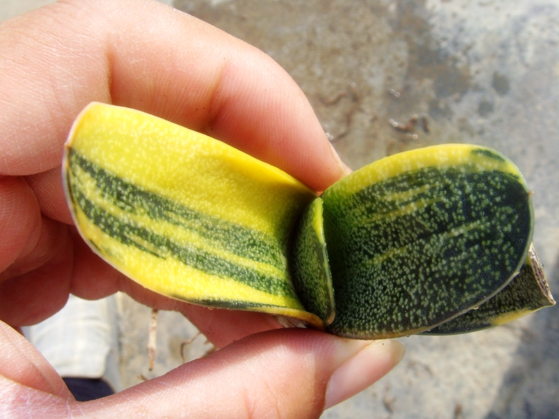 Gasteria batesiana Variegata 鲨鱼掌属 浓黄锦 密痣白点 十二卷