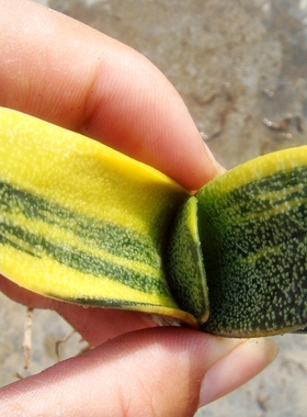 Gasteria batesiana Variegata 鲨鱼掌属 浓黄锦 密痣白点 十二卷