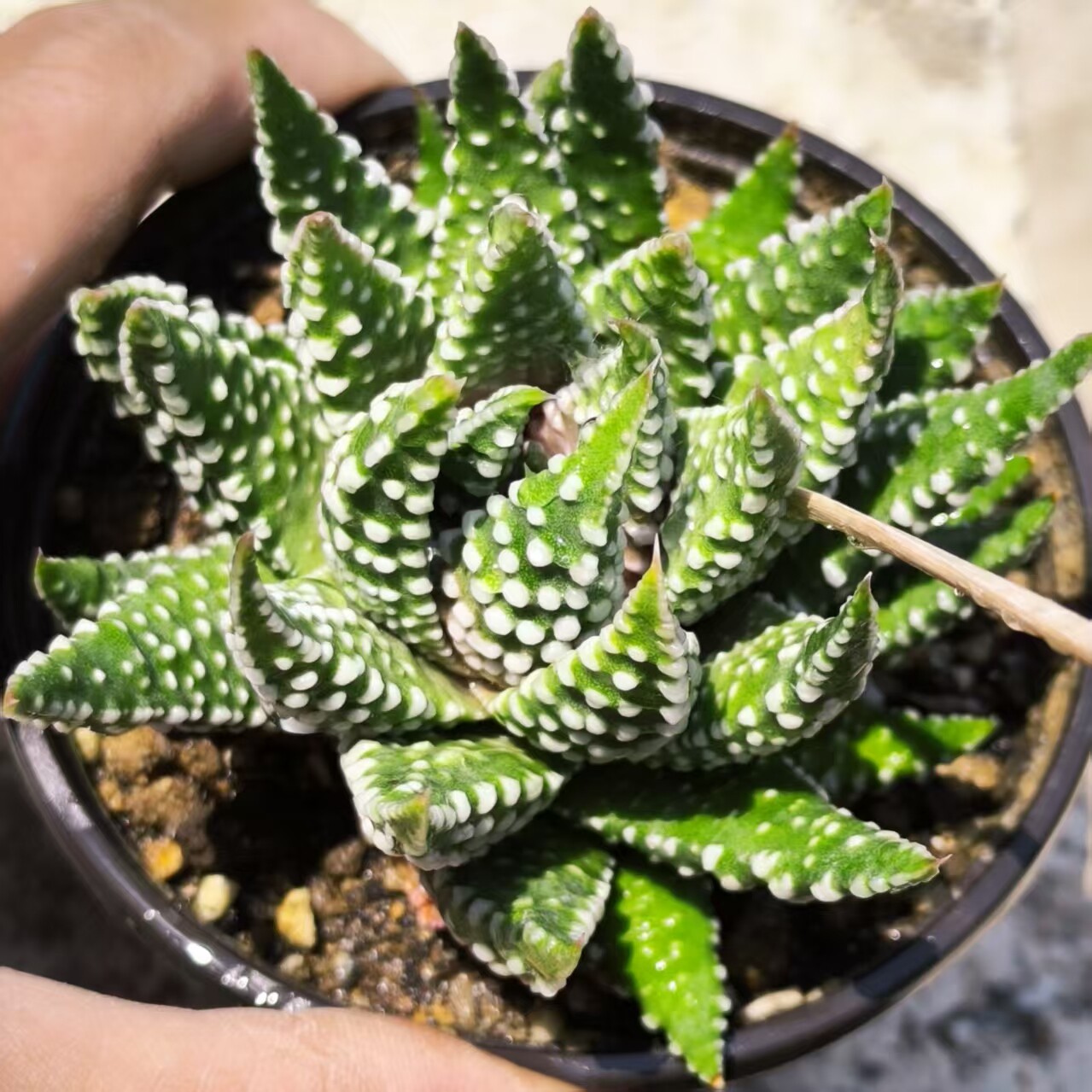 实生特白疣精品硬叶十二卷多肉植物日本进口一物一拍