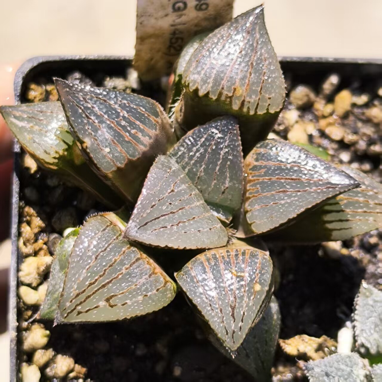 IB青蟹寿GM452实生十二卷德国进口多肉植物Haworthia IB25549