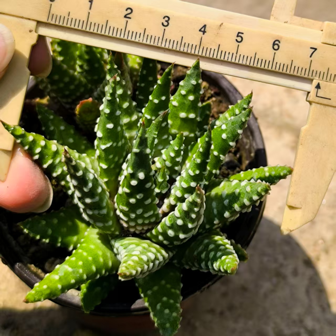 WMS系列实生硬叶普米拉pumila南非进口母本多肉植物一物一拍