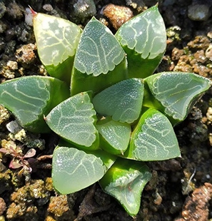 电路板贝叶寿南非原始种克里克特寿十二卷瓦苇进口多肉植物