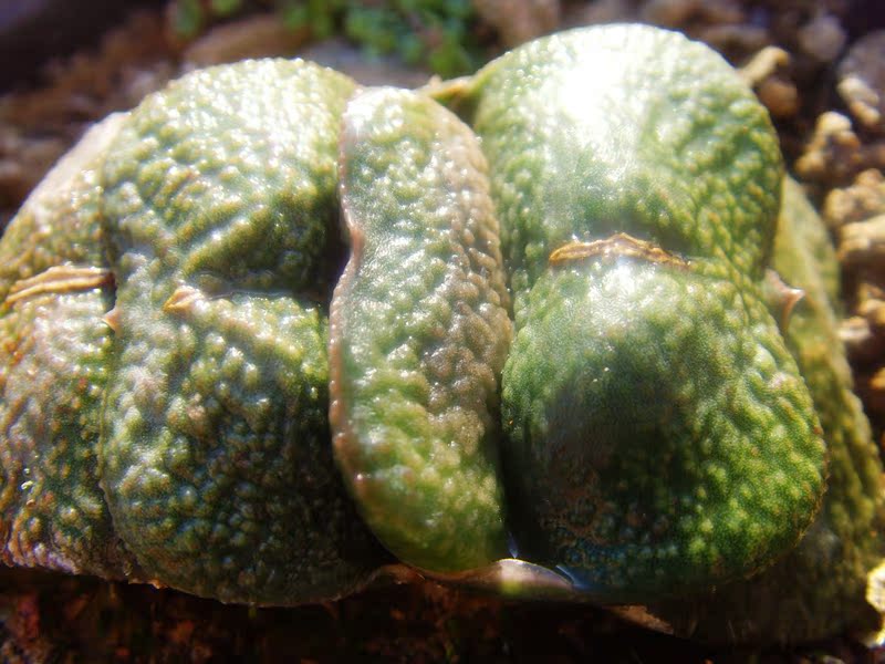 ザラ肌幅広短葉 良い木です岡野军配卧牛多肉OA-20短叶幅広zara肌