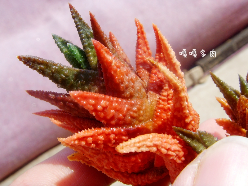疣叶风车黑王寿杂交实生硬叶十二卷Haworthia scabra x koelmanio