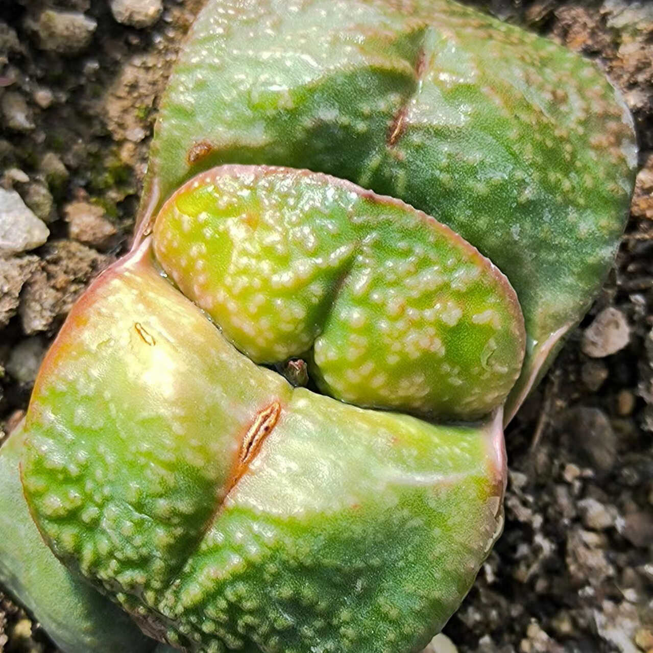 超厚叶坦克卧牛多肉艳肌隆骨密白疣卧牛OA-56鲨鱼掌属十二卷植物