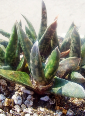 原始种群生鲨鱼掌属Gasteria liliputana转转卧牛多肉十二卷德国
