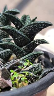 黑肌硬叶十二卷尼古拉H.nigra日本进口多肉植物购于日本雅虎