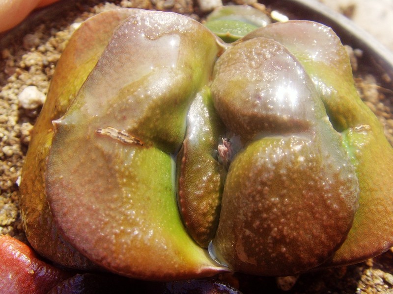 异形叶麻点卧牛多肉短叶隆骨厚叶奇特鲨鱼掌属4cm叶宽十二卷瓦苇