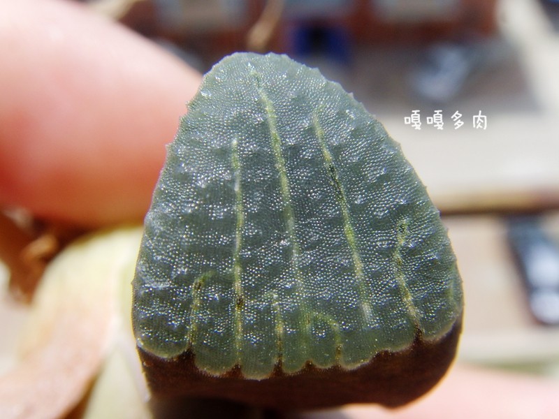 原始种 实生寿 Haworthia groenewaldii x enigma 点点寿交配 12