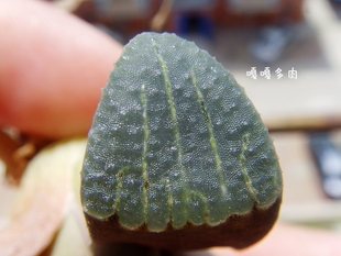 原始种 实生寿 Haworthia groenewaldii x enigma 点点寿交配 12