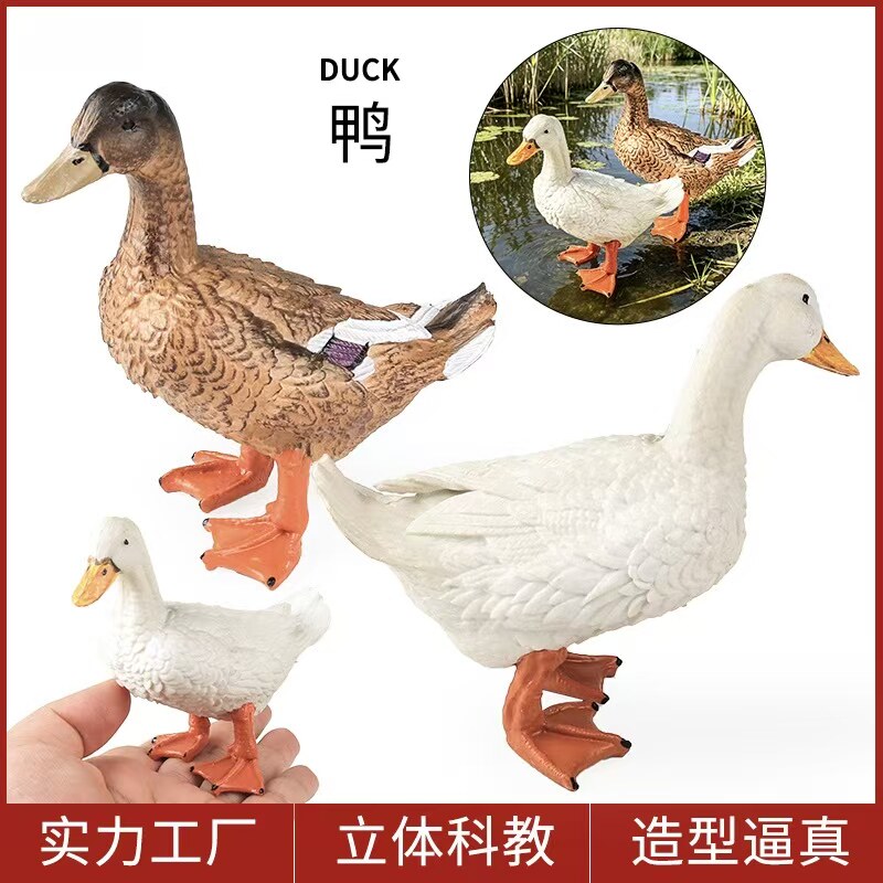 儿童仿真野生动物玩具模型家禽摆件鸭子番鸭绿头鸭麻鸭野鸭白鸭