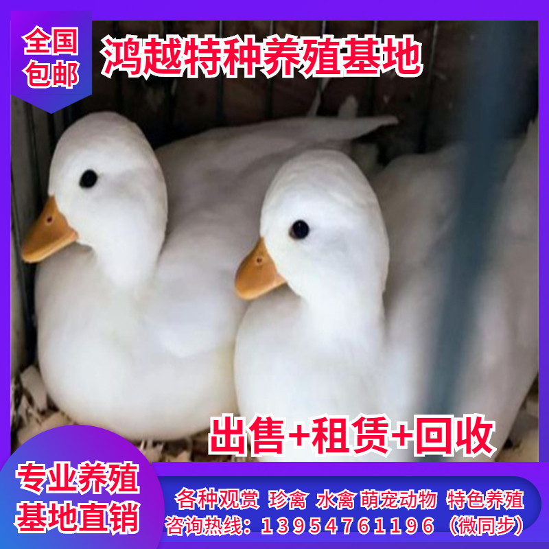 观赏水禽小型萌宠 网红柯尔鸭 纯白色小鸭子 养殖技资料全国包邮