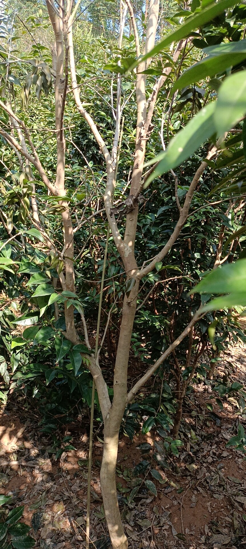 嘉宝果大可乐嘉宝果树苗单杆树型带花果结果树