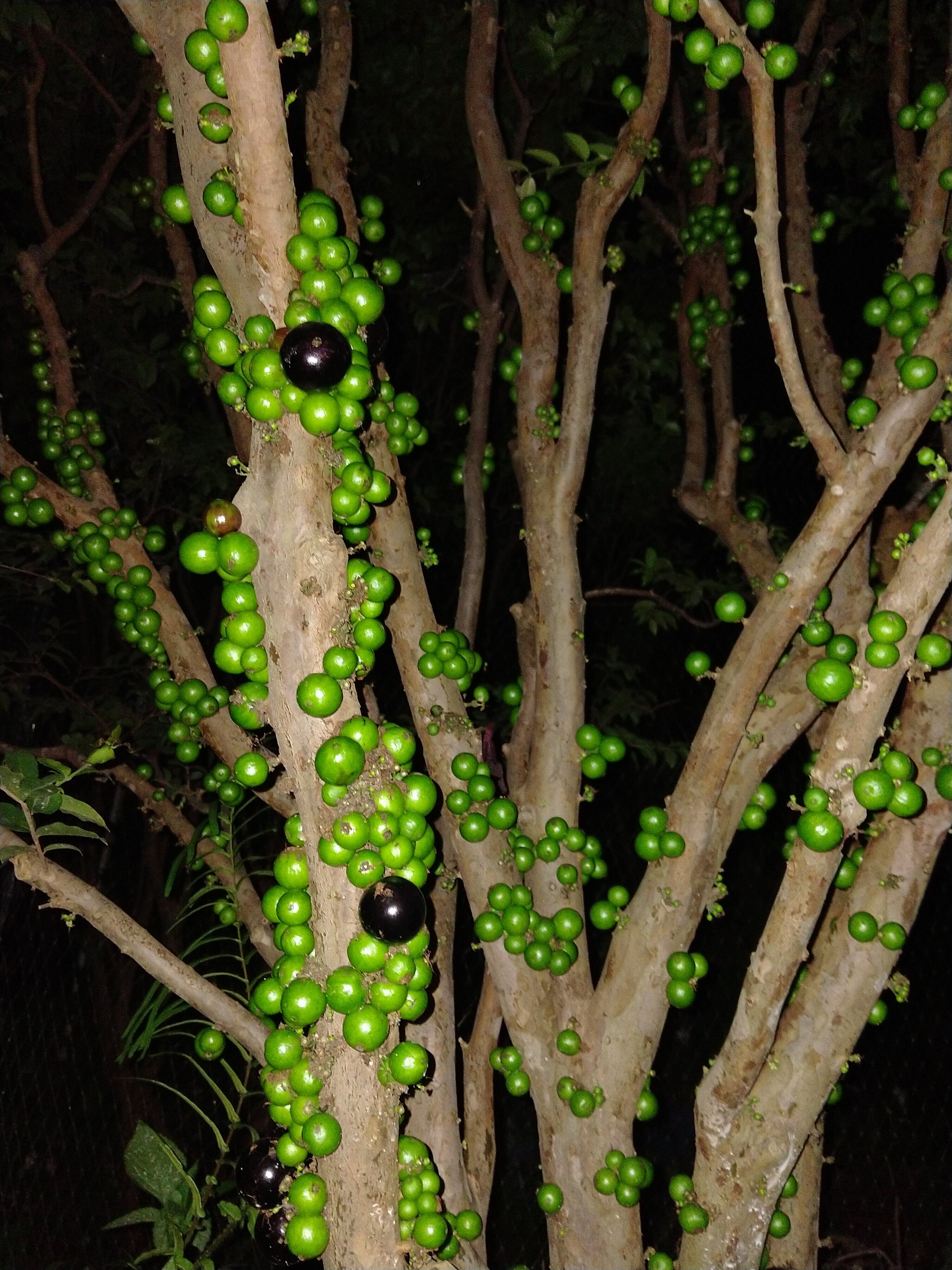 嘉宝果树苗沙巴18年结果果树 台湾树葡萄嘉宝果苗 东莞自提