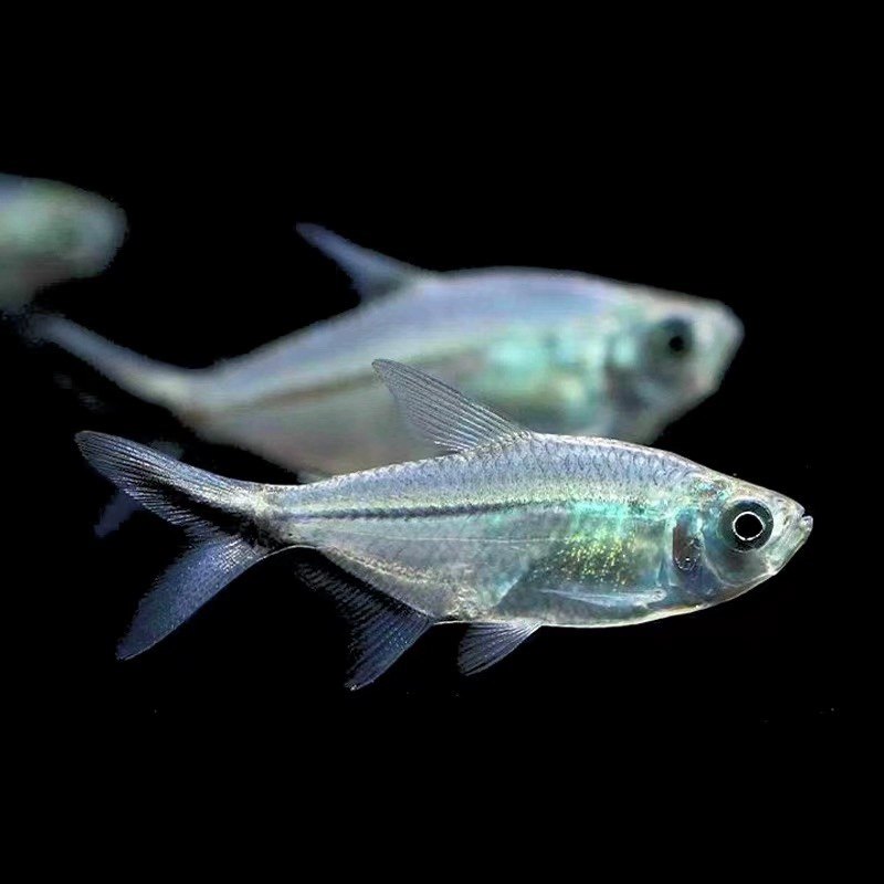 黑尾大勾鱼热带观赏鱼小型灯科群游草缸混养鱼南美缸红鼻子淡水鱼