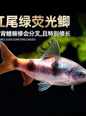 红尾绿荧光鲫鱼原生冷水鱼热带鱼淡水观赏鱼大帆熊猫鲫黑宝石活体