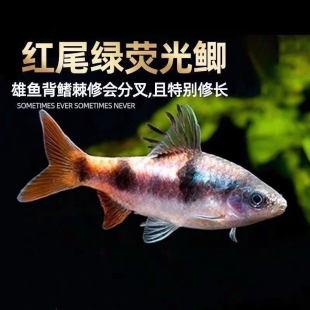 红尾绿荧光鲫鱼原生冷水鱼热带鱼淡水观赏鱼大帆熊猫鲫黑宝石活体