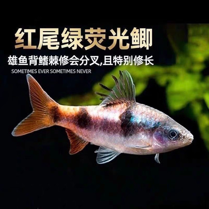 红尾绿荧光鲫鱼原生冷水鱼热带鱼淡水观赏鱼大帆熊猫鲫黑宝石活体