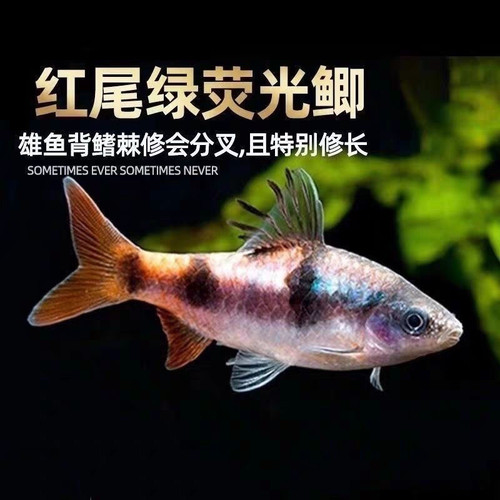 红尾绿荧光鲫鱼原生冷水鱼热带鱼淡水观赏鱼大帆熊猫鲫黑宝石活体
