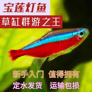 宝莲灯鱼活体灯科鱼淡水小型草缸群游好养耐活热带观赏鱼苗