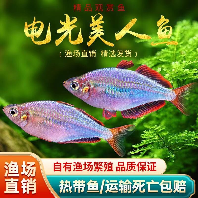 电光美人鱼热带观赏鱼