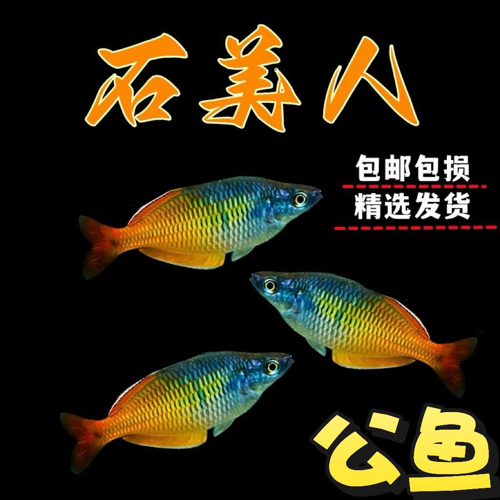 美人鱼石美人鱼彩虹鱼草缸鱼淡水鱼热带鱼观赏鱼活体小热带鱼活体