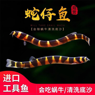 蛇仔鱼苦力泥鳅清理残渣底层热带观赏小鱼好养淡水小型灯鱼混养鱼