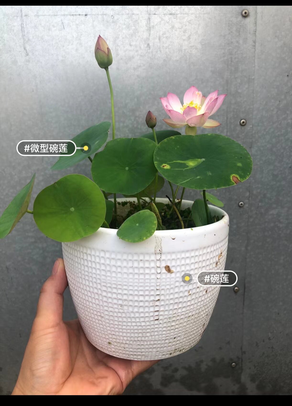 陌芸碗莲种藕粉色丰花品种包对版包成活阳台水生迷你开花