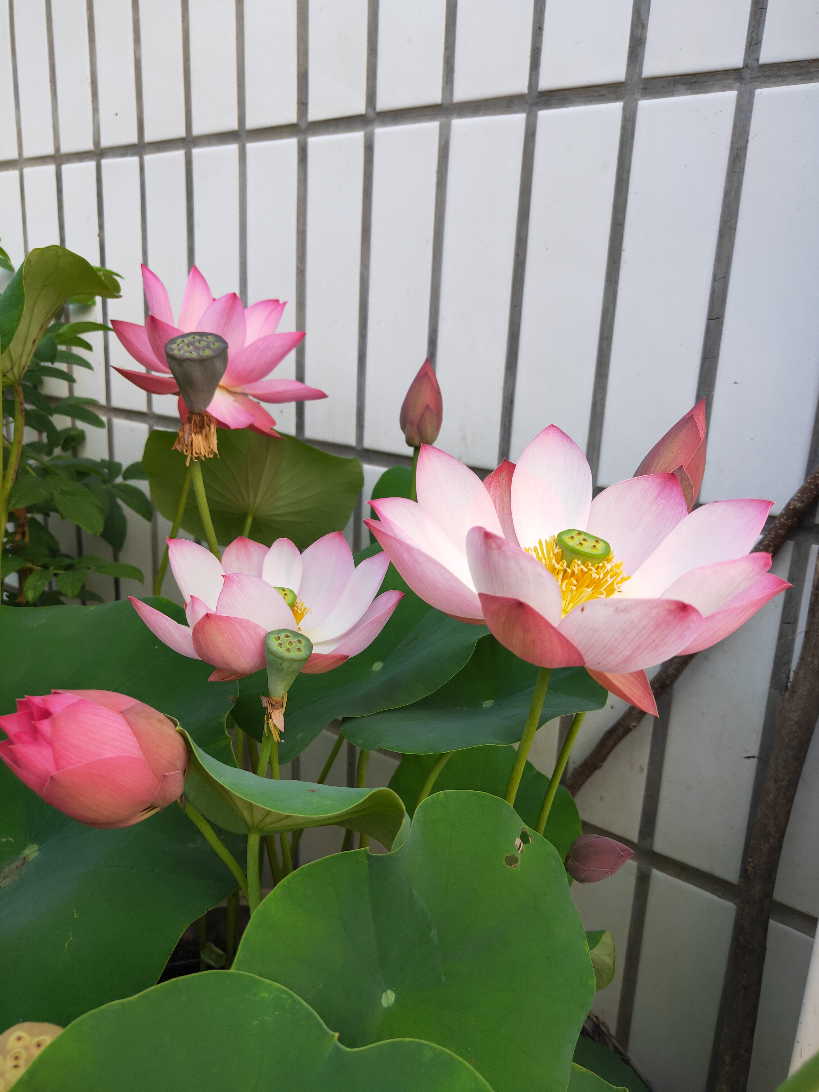 临安春雨碗莲种藕裸根阳台庭院水生植物趣味花卉室内楼顶净化空气