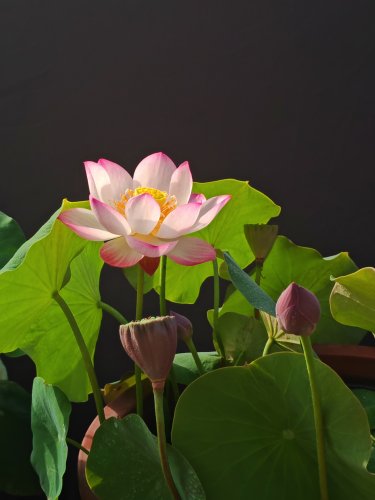小铃碗莲观赏荷花周劲松培育品种校长家同款包对版包活倾绝碗莲藕