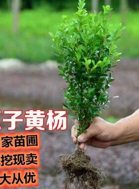 绿篱瓜子黄杨庭院四季长青