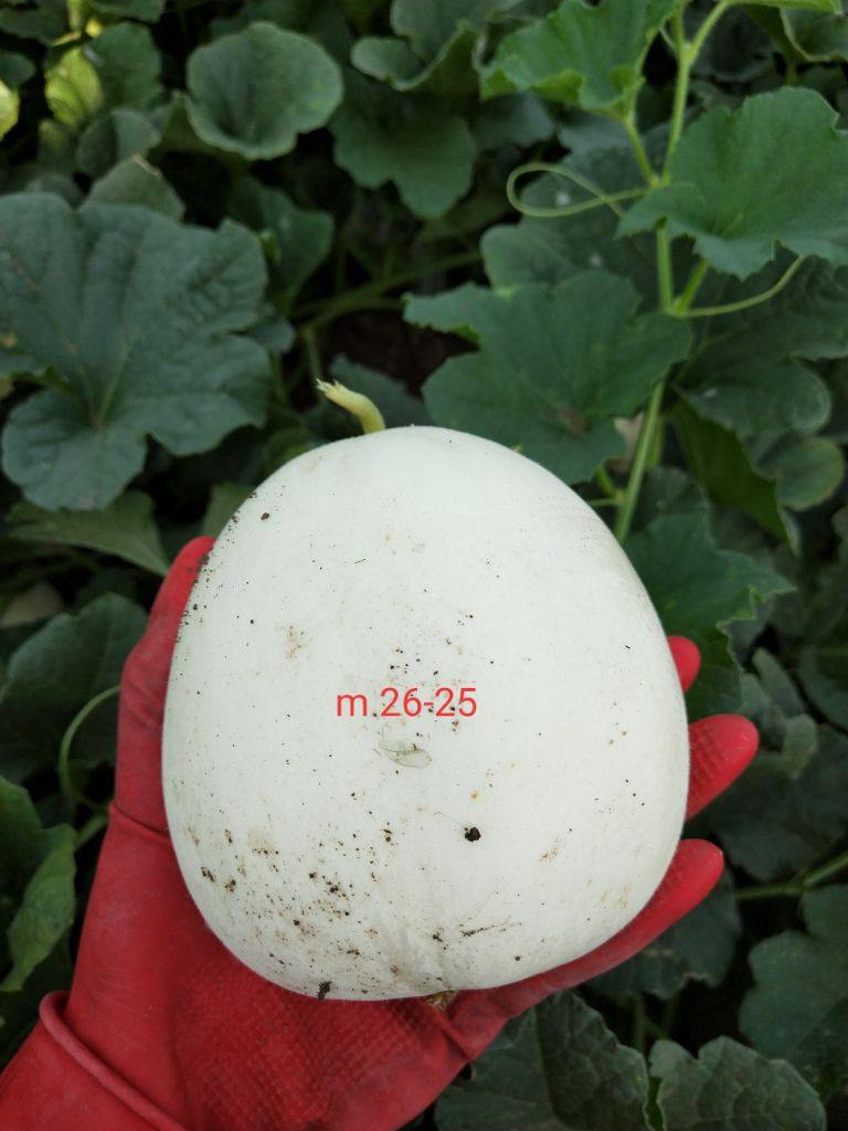 M26－25甜脆香瓜种子肉质酥脆白皮白肉果实梨形外观美春秋季包邮
