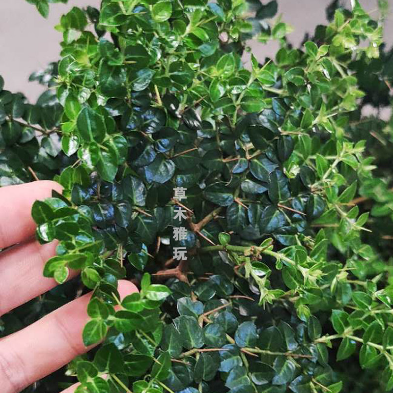 熟桩小叶虎刺迷你盆栽小苗绣花针老鼠刺观赏丛林盆景
