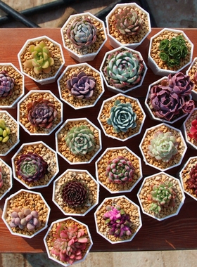 多肉植物熊童子玉露冰玉桃蛋橙梦露红宝石吉娃娃钱串贵货组合套餐