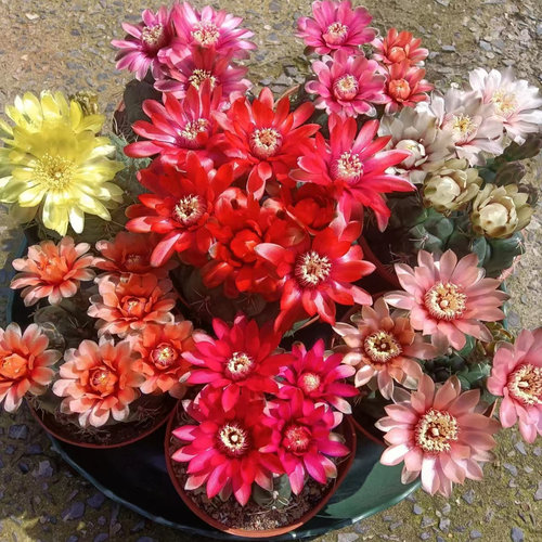 绯花玉仙人球会开花的仙人球盆栽