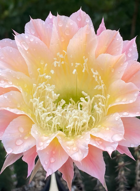 大花彩草开花仙人球仙人掌多肉植物室内外阳台花卉好养活绿植盆栽