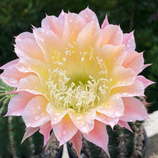 大花彩草开花仙人球仙人掌多肉植物室内外阳台花卉好养活绿植盆栽