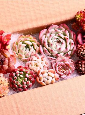 多肉植物组合套餐玉露冰玉橙梦露熊童子桃蛋红宝石吉娃娃钱串麦秆