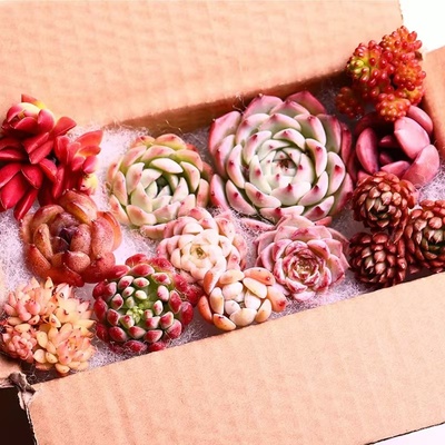 多肉植物组合套餐玉露冰玉橙梦露熊童子桃蛋红宝石吉娃娃钱串麦秆