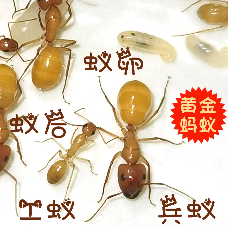 全黄土耳其弓背蚁新后蚂蚁活体宠物费氏弓背蚁黑斑黑金大蚂蚁金色