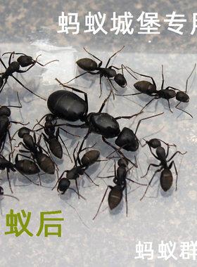有趣生物日本弓背可爱挖洞蚂蚁