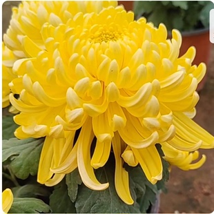 国华兼六黄【带花苞】菊花盆栽大苗九月大菊秋菊花苗花卉今年开花