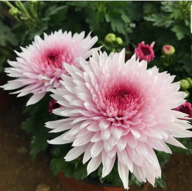 荷塘月色【带花苞】菊花盆栽大苗九月大菊秋菊花苗花卉今年开花