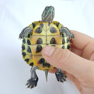 黄金巴西龟活体小宠迷你情侣龟观赏宠物龟活物乌龟家养七彩巴西龟
