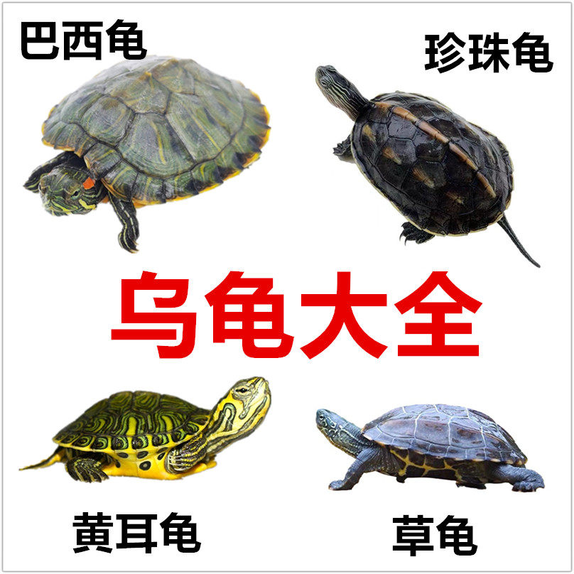 招财巴西龟草龟珍珠龟深水黄耳龟活体宠物龟活物家养小乌龟观赏龟