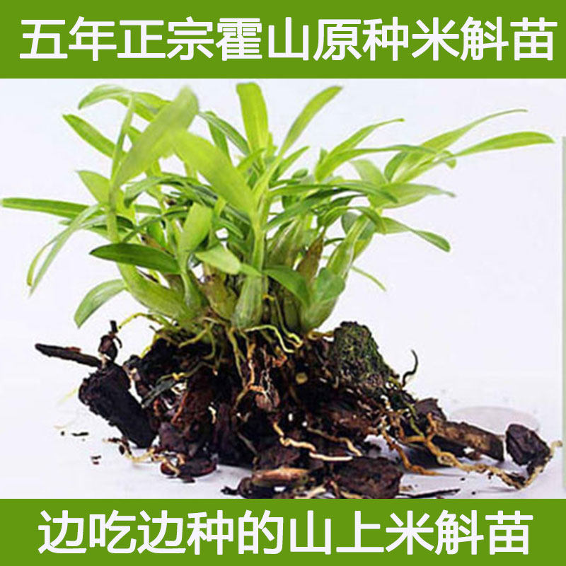 5年霍山原种石斛苗兰花苗米斛苗桌面绿植